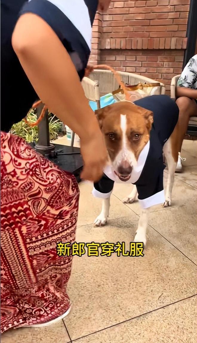 宅豪车法拉利接亲外国小伙乐坏了不朽情缘MG富婆给狗办婚礼送豪