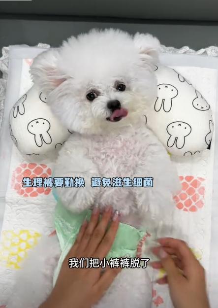 宅豪车法拉利接亲外国小伙乐坏了不朽情缘MG富婆给狗办婚礼送豪(图4)