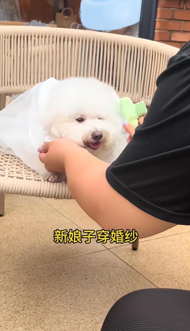 宅豪车法拉利接亲外国小伙乐坏了不朽情缘MG富婆给狗办婚礼送豪(图5)