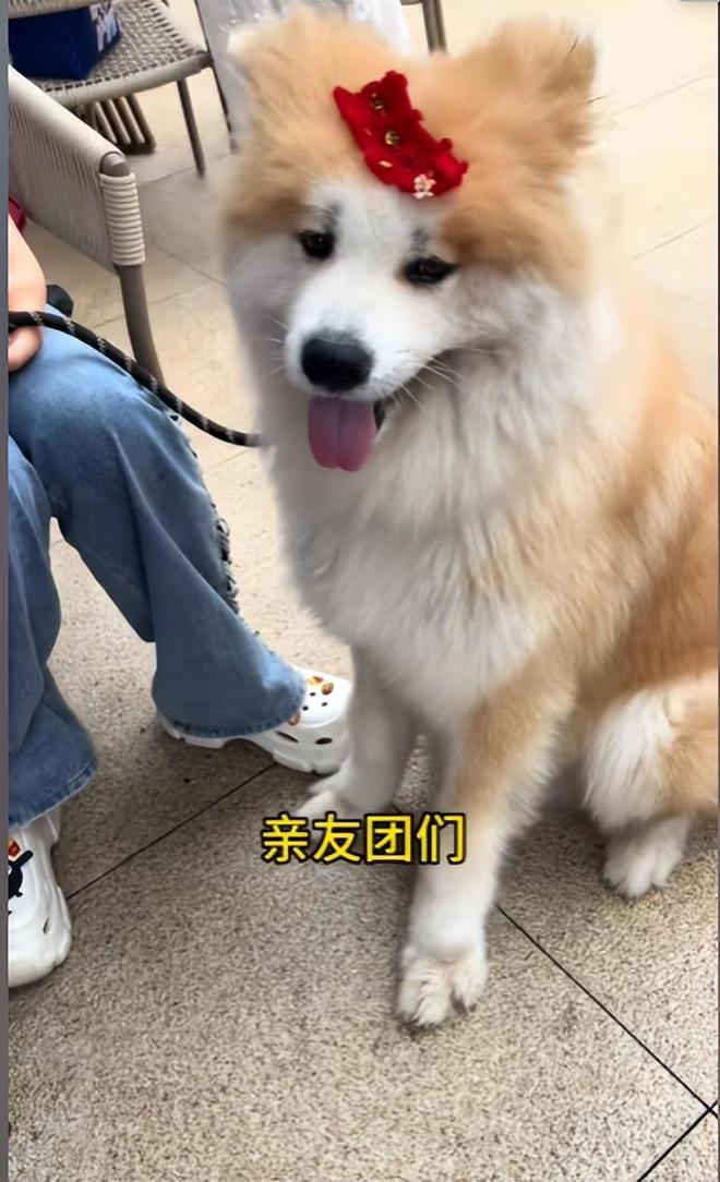 宅豪车法拉利接亲外国小伙乐坏了不朽情缘MG富婆给狗办婚礼送豪(图6)