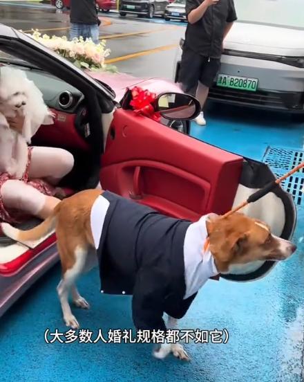 宅豪车法拉利接亲外国小伙乐坏了不朽情缘MG富婆给狗办婚礼送豪(图7)