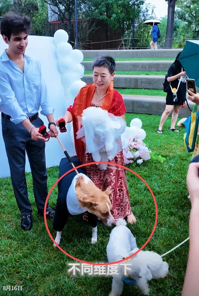 宅豪车法拉利接亲外国小伙乐坏了不朽情缘MG富婆给狗办婚礼送豪(图12)