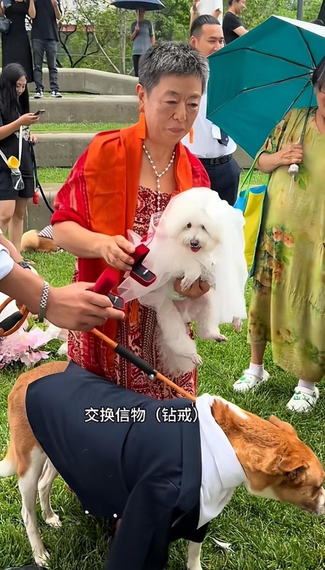 宅豪车法拉利接亲外国小伙乐坏了不朽情缘MG富婆给狗办婚礼送豪(图10)