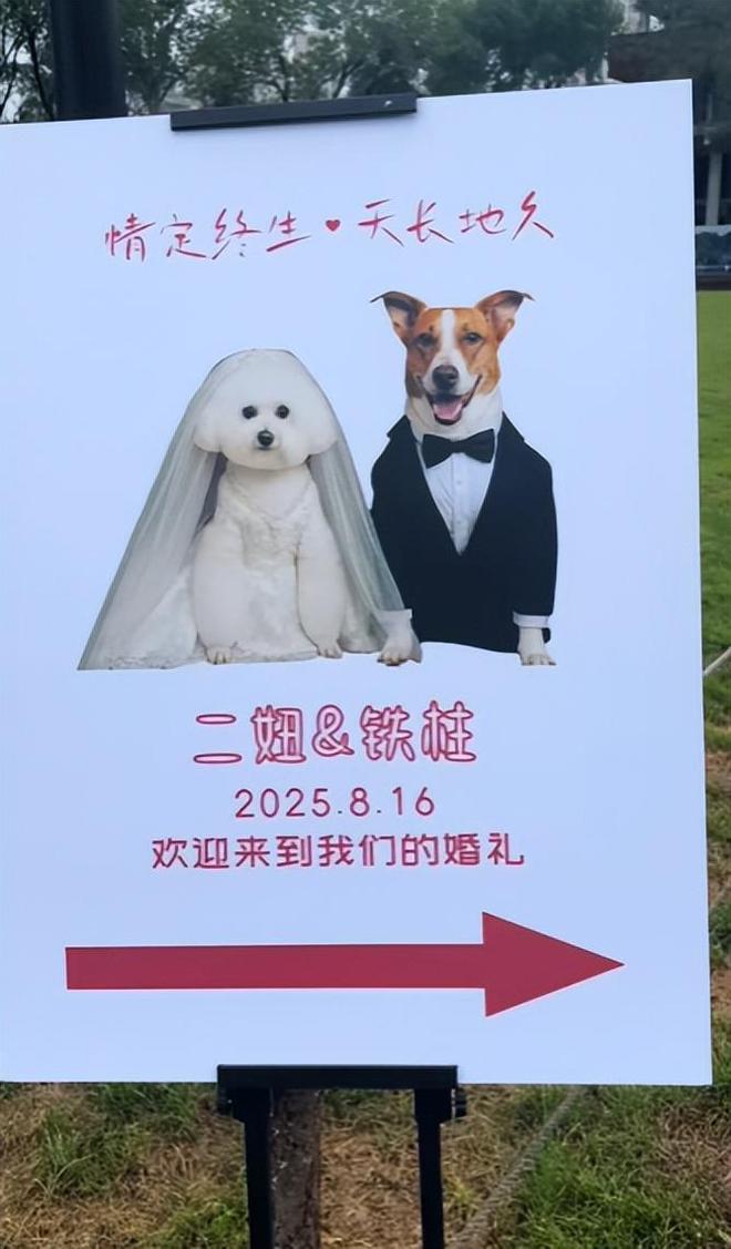 宅豪车法拉利接亲外国小伙乐坏了不朽情缘MG富婆给狗办婚礼送豪(图14)