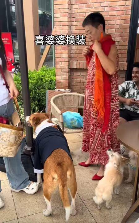 宅豪车法拉利接亲外国小伙乐坏了不朽情缘MG富婆给狗办婚礼送豪(图21)