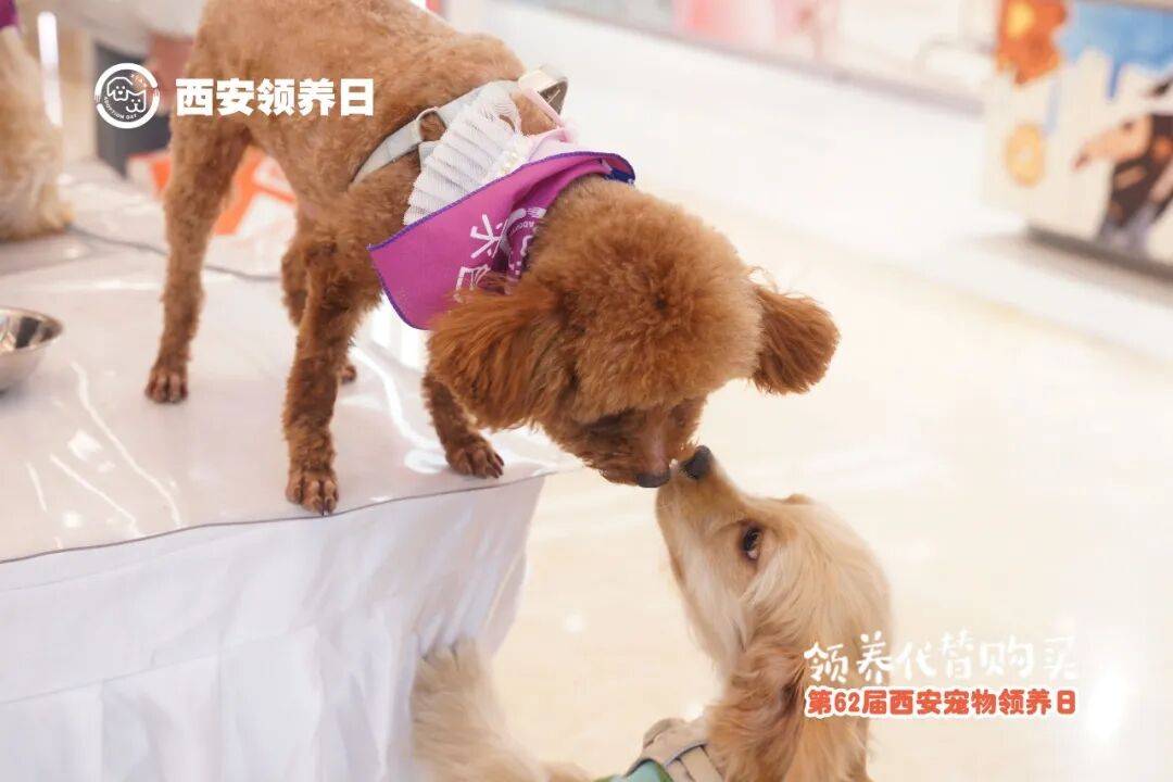 第63届西安宠物领养日不朽情缘mg网址邀请函