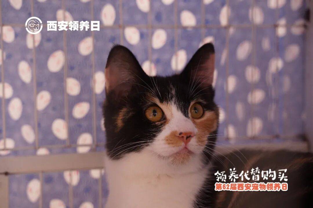 第63届西安宠物领养日不朽情缘mg网址邀请函(图2)